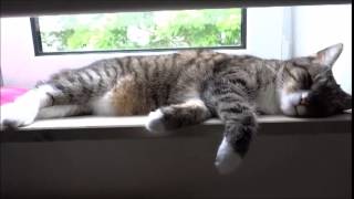 cat dreams - twitching in sleep Details