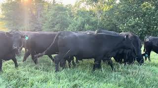 The Cattle Range Listing #607D803