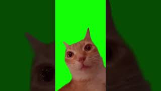 Cat Staring And Turning Red Green Screen