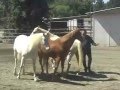 Parelli horse training with multiple horses  david lichman at liberty