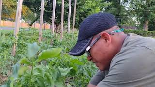 Como podar las plantas de tomates