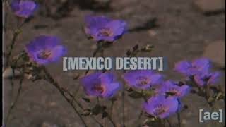 Adultswim Bump  - Mexico Desert