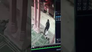 حتى المساجد سرقت فيديو من مسجد المتبولي بدمياط لسرقة احد اللصوص