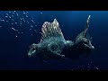 Middle of video