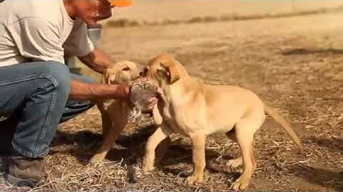 Patternmaster Promo Code Black Upland www.produckandgoosehuntingsupplies.com Overseas Distributor