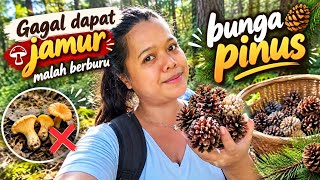 Gagal panen jamur akhirnya berburu bunga pohon pinus di belakang kebun 