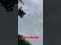 Monarch Migration in Iowa #monarch #migration #shootingrange #dogwalk