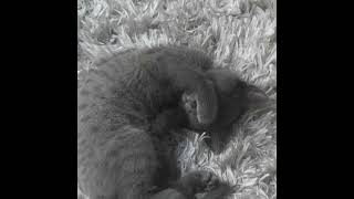 test live pc obs