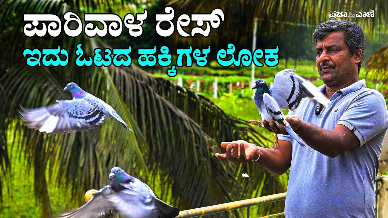 ಪಾರಿವಾಳಗಳ ಓಟದ ನೋಟ! Pigeon Race | Training For Pigeon | Homing Pigeons | Bangalore