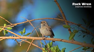 A Rock Wren Singing from a Branch in Cucamonga Canyon