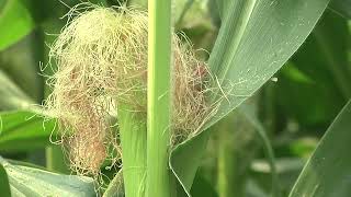 2022 Census of Agriculture