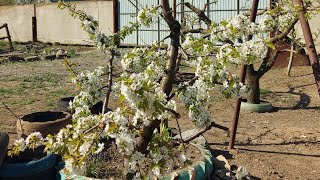 Обрезка черешни онлайн, первый ярус Ч.1.