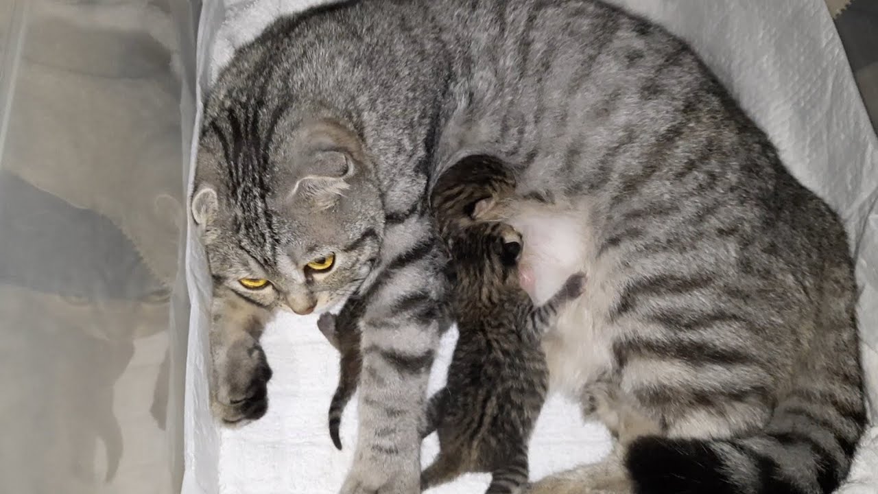 🥰 1 Days After Birth Mom cat feeding her kittens YouTube