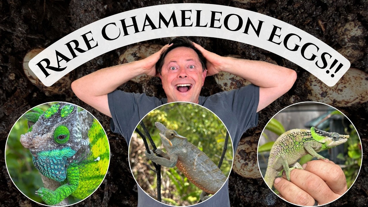 Rare Chameleon Eggs to Hatch!