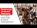 Свободный формат / Приюты для животных во время коронавируса // 26.10.20