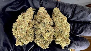 Ep2.ตากบ่มดอกกัญชาPurple Punch Auto @Fast Buds #อุปกรณ์ปลูกธรรมดาบ้านๆ ครับ
