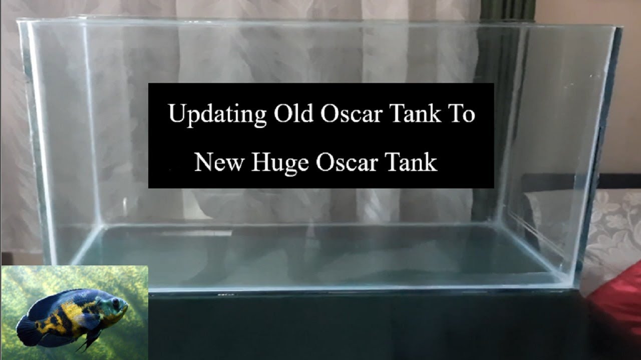 Updating Old Oscar Tank Huge tank setup for oscar Oscar Fish