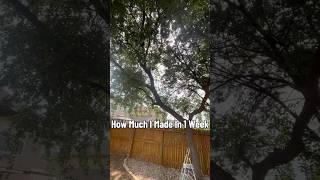 1 Week. 8 Jobs. 6.5 Hours. #bluecollar #sidehustle #asmr #satisfying #lawncare