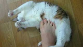 20100501-play with cat.AVI