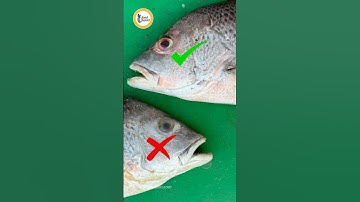 How to identify fresh fish - 4 tips