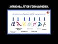 Antimicrobial action of chloramphenicol #antimicrobial #chloramphenicol #pathogens