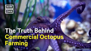 The Truth Behind Commercial Octopus Farming