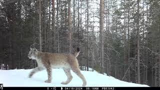 Felis Lynx Lynx Lifjell Telemark Norway 2024