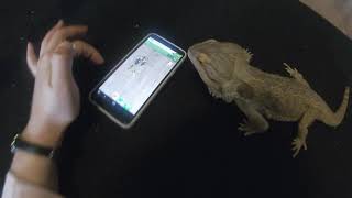 Playing Ant Smasher with my Bearded Dragon