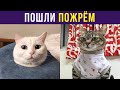 Приколы с котами. ПОШЛИ ПОЖРЁМ | Мемозг #306