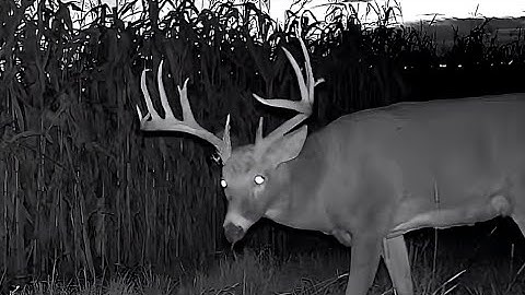 MrTrailcam (Nov 27, 2025) | Massive 12-Point Buck Caught at the Scrape in 4K