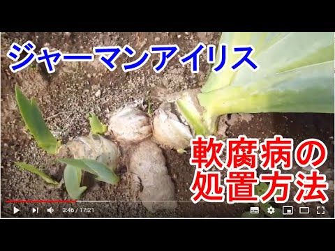アヤメの基底腐敗病の見分け方と治療法をプロが教えます