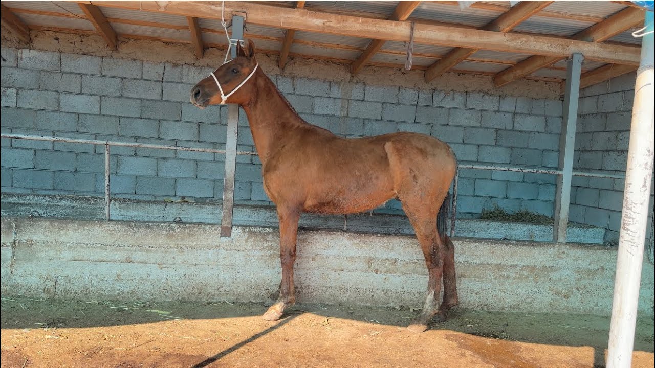 Дончак тай сатылат кызыканда сындап коргуло. ном 0776 97 92 92!