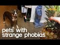 The World's Strangest Pet Phobias 2020