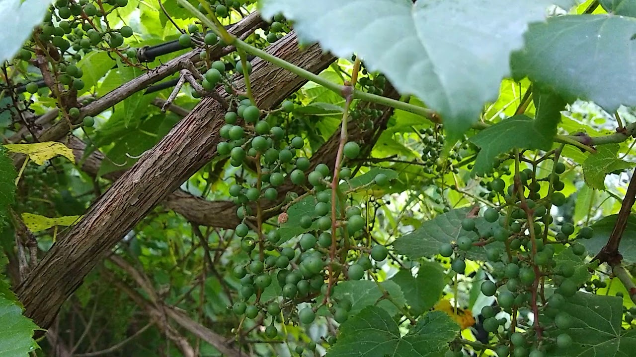 Identify Wild Grapes from Canadian Moon Seed. YouTube