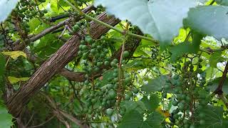 Identify Wild Grapes from Canadian Moon Seed.