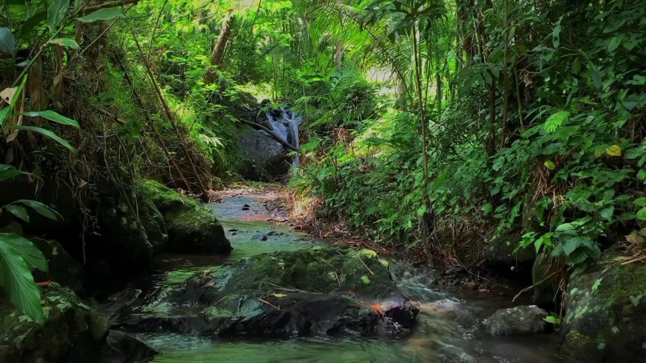 Beautiful Melodies of Birds Song and Gentle Stream Sound in the Mountain Forest