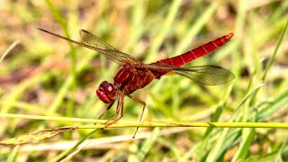 Стрекоза-метальщица красная. Crocothemis erythrea. Насекомые Беларуси.