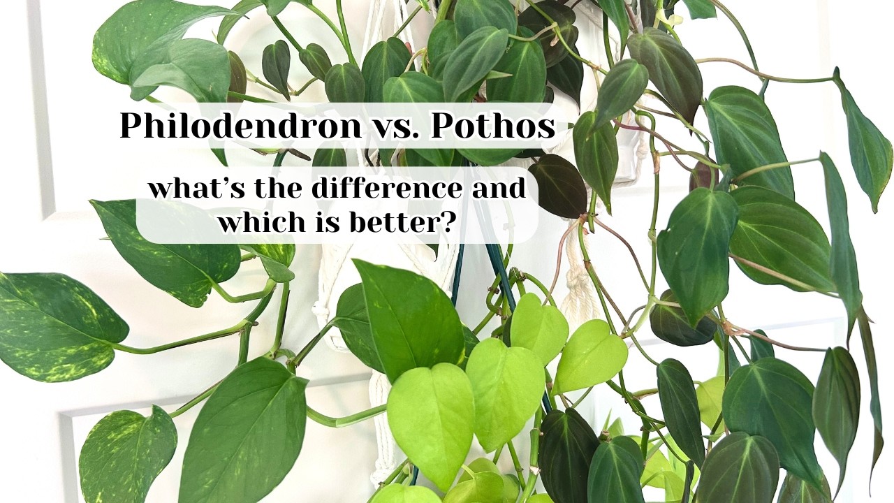 Philodendron vs. Pothos: What's the difference & which is easier?