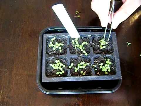 How to Grow Tobacco; Part 2: Thinning out Sproutlings