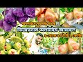 Vietnam all time jamrul    amazing test and low price j rmondal nursery visit