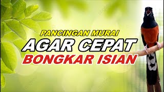 KRETEKAN MURAI BATU MEDAN GACOR FULL ISIAN buat Pancingan murai PASTOL agar emosi BONGKAR ISIAN