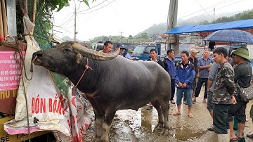 Trâu to và đẹp nhất chợ phiên / chợ bắc hà bán đủ các thể loại