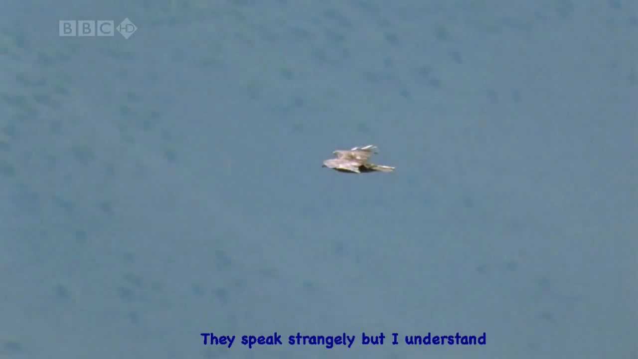 Kings of the sky EAGLES Lyrics YouTube