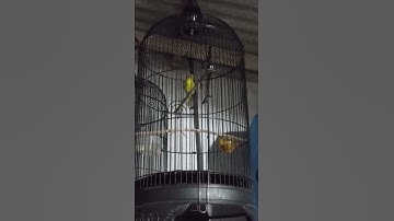 sirpu sertu jantan birahi