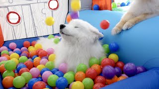 Turned My House Into A Giant Ball Pit For My Dogs