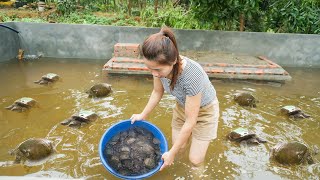 Turtle Breeding: Complete The Tank, Install Plumbing System, Buy Turtle Breeds To Raise