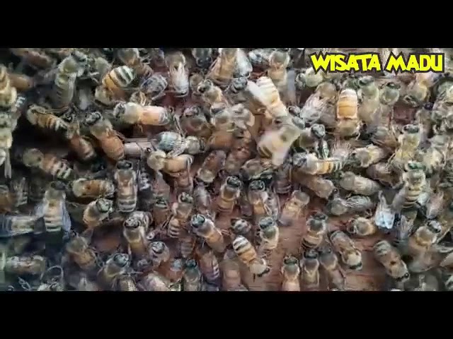  Download  Bee Sound Suara  Lebah Madu Mp3  Mp4 3gp Flv 