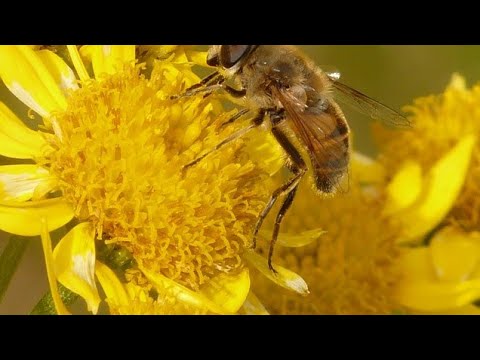 💖 How to cultivate Healthy Plants in YOUR Garden 💋 Arnica in the Garden