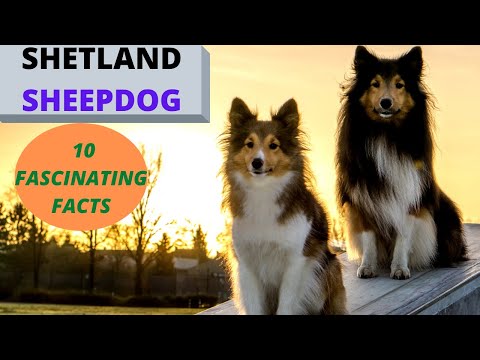 Video: Het blijkt dat honden en geiten meer dan Cuteness gemeen hebben