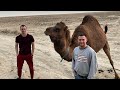 Узбекистан.кормлю верблюда.ужасная дорога
